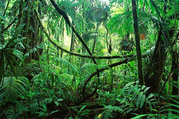 Panama jungle